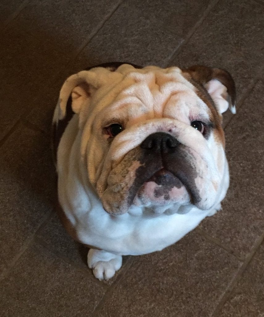 Hank the bulldog